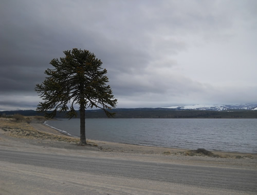 araucaria araucana - pewen